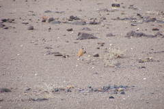 Cursorius somalensis