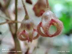 Sterculia rubiginosa