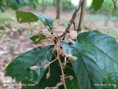 Sterculia rubiginosa