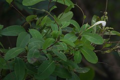 Rhabdadenia biflora