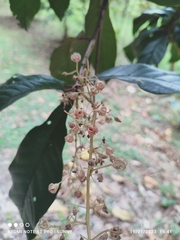 Sterculia rubiginosa