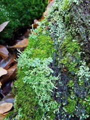 Dicranella heteromalla