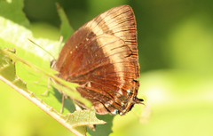 Arhopala aexone
