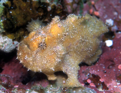 Abantennarius coccineus