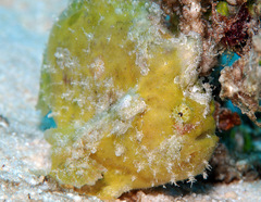 Abantennarius coccineus