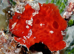 Abantennarius coccineus