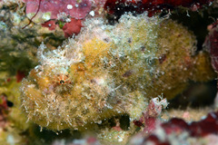 Abantennarius coccineus