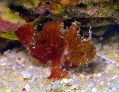 Abantennarius coccineus