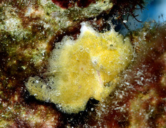 Abantennarius coccineus