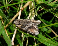Lacanobia contigua