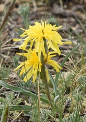 Takhtajaniantha austriaca