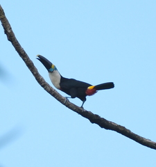 Ramphastos tucanus