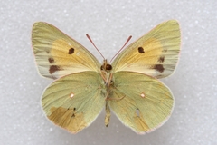 Colias wiskotti sweadneri
