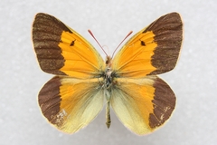 Colias wiskotti sweadneri