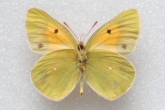 Colias wiskotti sweadneri