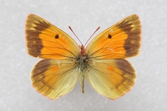 Colias wiskotti sweadneri