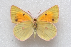 Colias wiskotti sweadneri