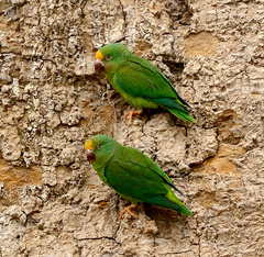 Brotogeris sanctithomae