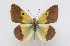 Colias wiskotti wiskotti