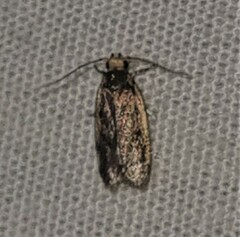 Hoplostega ochroma