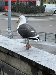 Larus marinus