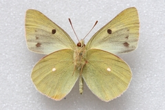 Colias wiskotti wiskotti