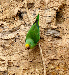 Brotogeris sanctithomae