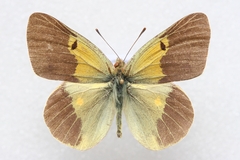 Colias wiskotti wiskotti