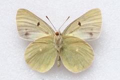 Colias wiskotti wiskotti