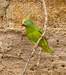 Brotogeris sanctithomae