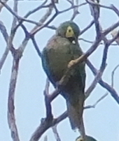 Orthopsittaca manilatus