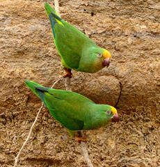 Brotogeris sanctithomae