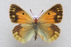 Colias wiskotti wiskotti