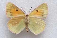 Colias wiskotti wiskotti