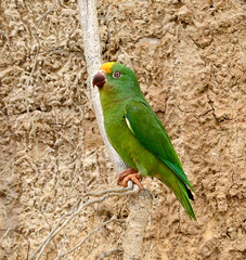 Brotogeris sanctithomae