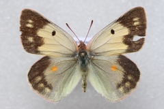 Colias wiskotti wiskotti