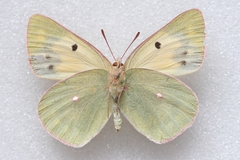 Colias wiskotti wiskotti