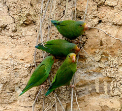 Brotogeris cyanoptera