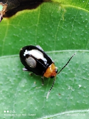 Galerucinae