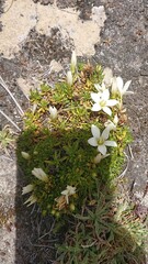 Gentianella cerastioides
