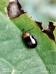 Galerucinae