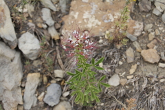 Polanisia dodecandra trachysperma