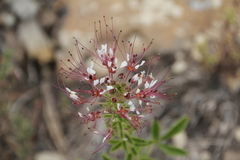 Polanisia dodecandra trachysperma