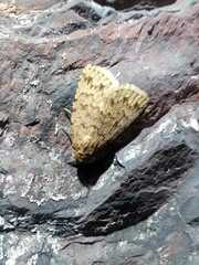 Autophila cataphanes