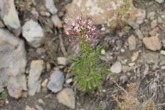 Polanisia dodecandra trachysperma