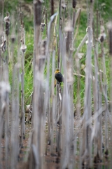 Chrysomus icterocephalus