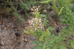 Polanisia dodecandra trachysperma