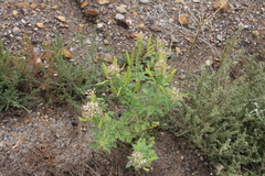 Polanisia dodecandra trachysperma