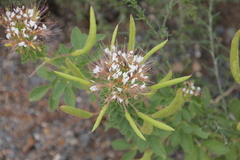 Polanisia dodecandra trachysperma
