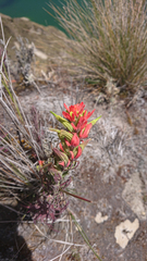 Castilleja fissifolia